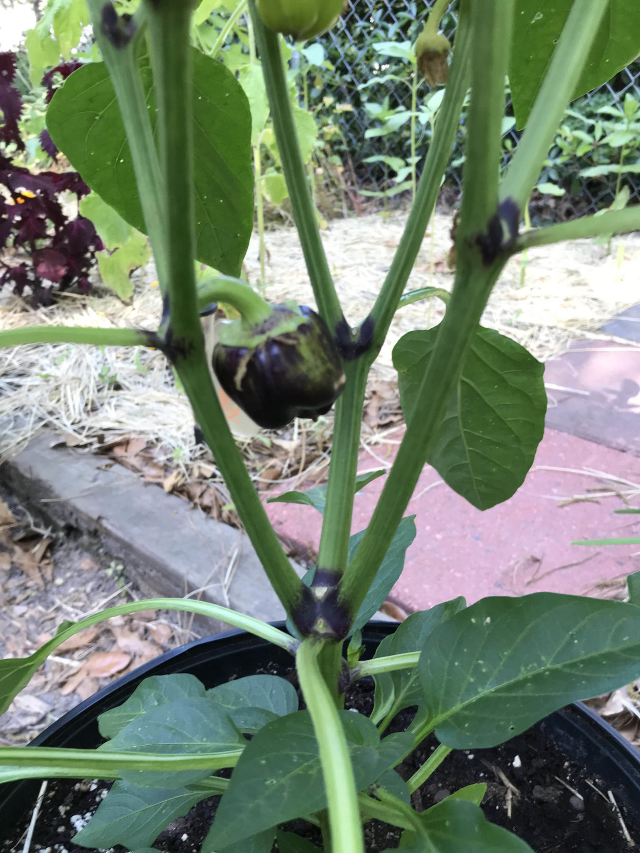 Gardening